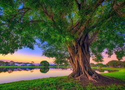 Stany Zjednoczone, Floryda, Palm Beach Gardens, Park Stanowy Lake Catherine, Drzewo, Jezioro