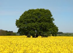 Rozłożyste drzewo na polu rzepaku