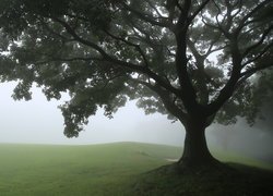 Drzewo, Trawa, Łąka, Mgła