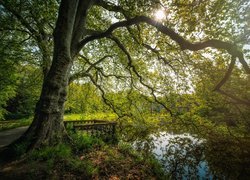 Rozłożyste drzewo nad stawem w promieniach słońca