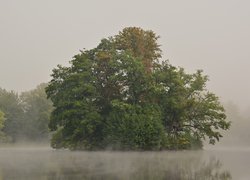 Rozłożyste drzewo nad zamglonym jeziorem