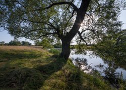 Rozłożyste drzewo pośród traw na brzegu rzeki