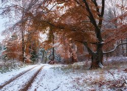 Jesień, Śnieg, Las, Drzewa, Droga