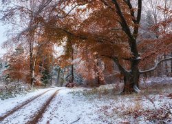 Rozłożyste drzewo przy ośnieżonej drodze