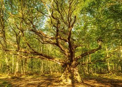 Rozłożyste drzewo w słonecznym lesie