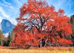 Rozłożyste drzewo z czerwonymi liśćmi na tle gór