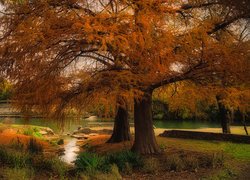 Jesień, Drzewa, Rzeka, Rośliny