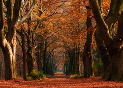 Las, Drzewa, Droga, Jesień, Liście