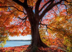 Jesień, Drzewo, Liście, Jezioro