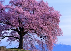 Rozłożyste kwitnące drzewo z widokiem na ośnieżone góry