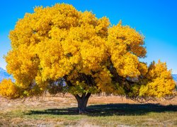 Rozłożyste żółte drzewo na polu