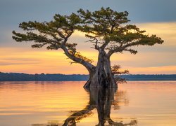 Wschód słońca, Drzewo, Cyprys, Odbicie, Bagno, Mokradło, Atchafalaya Basin, Luizjana, Stany Zjednoczone