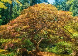 Ogród japoński, Jesień, Drzewo, Klon palmowy, Portland, Stan Oregon, Stany Zjednoczone