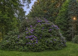 Park, Drzewa, Różanecznik, Rhododendron, Ścieżka, Promienie słońca