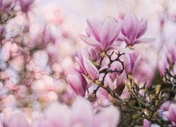 Kwiaty, Magnolia, Bokeh