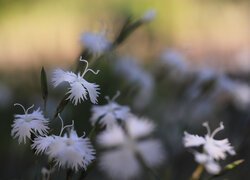 Goździki, Białe, Kwiaty, Zbliżenie