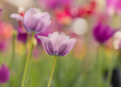 Rozmyte tło i dwa rozwinięte tulipany