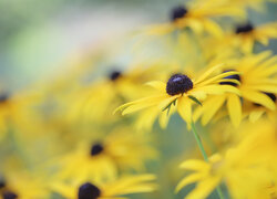 Rudbekia, Żółty, Kwiat, Zbliżenie