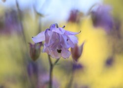 Liliowy, Orlik, Kwiat