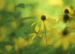 Rudbekia naga, Żółty, Kwiat, Rozmyte tło