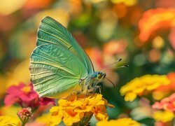 Zielony, Motyl, Żółte, Kwiaty, Grafika