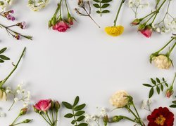 Różne rodzaje kwiatów i gipsówka na białym tle