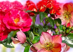 Różnobarwne, Kwiaty, Róże, Grafika