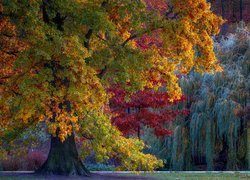 Różnobarwne liście na jesiennych drzewach