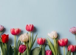 Różnokolorowe tulipany na błękitnym tle