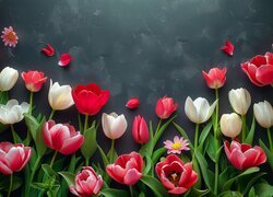 Różnokolorowe tulipany na ciemnym tle