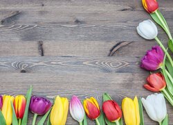 Różnokolorowe tulipany na deskach