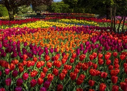 Park, Różnokolorowe, Tulipany