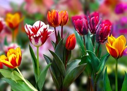 Kwiaty, Kolorowe, Tulipany, 2D