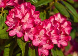 Różowa, Azalia, Rododendron, Krzew