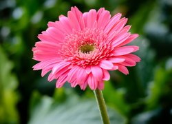 Różowa, Gerbera, Kwiat