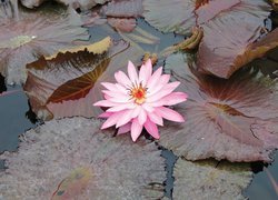 Różowa lilia wodna wśród liści na wodzie