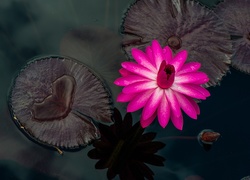 Różowa lilia wodna