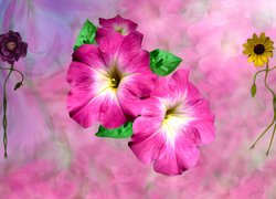 Petunia ogrodowa, Grafika, Kwiaty