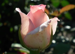Różowa róża w słońcu