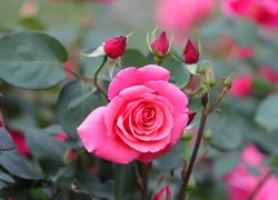 Różowa róża z pąkami na krzewie
