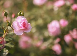 Różowa róża z pąkami na rozmytym tle