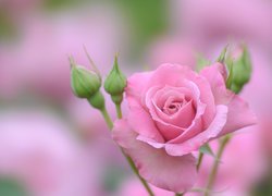 Różowa róża z pąkami