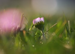 Różowa stokrotka w trawie