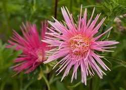 Aster, Kwiat, Różowy