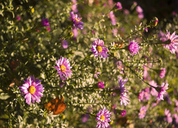 Różowe, Astry, Marcinki, Bokeh