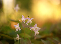 Różowe, Epimedium, Kwiaty