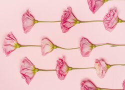 Różowe eustomy na różowym tle
