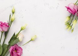 Różowe i białe kwiaty eustomy