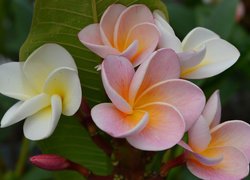 Różowe i białe kwiaty plumerii