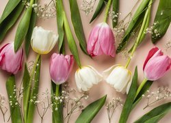 Różowe i białe tulipany z gipsówką na jasnym tle